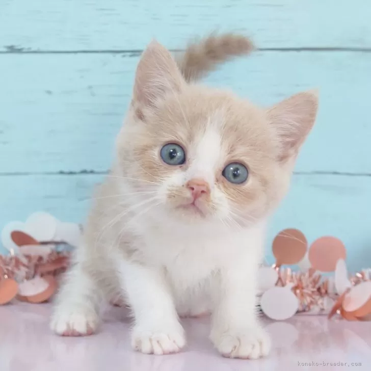 ID:2312-02813の子猫