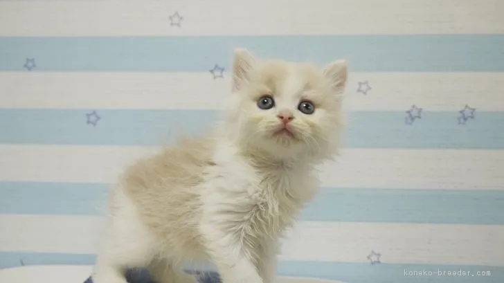 ID：1806-01035の子猫