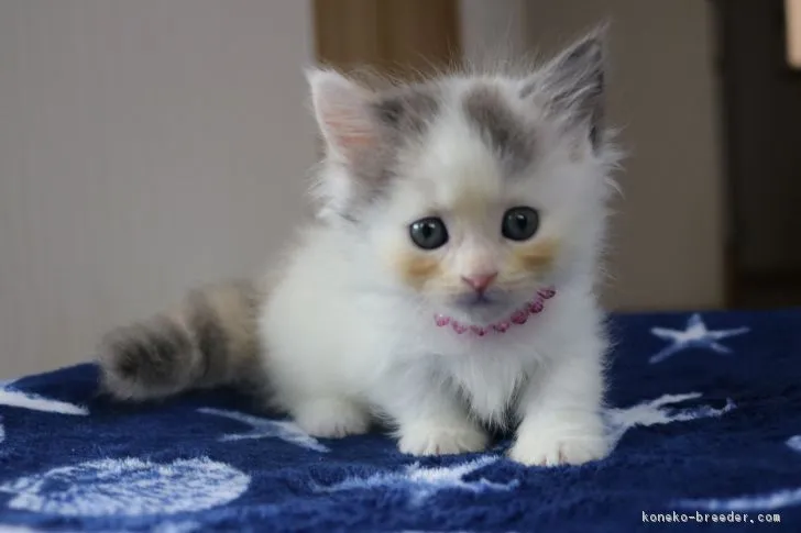 こむぎ 様のお迎えした子猫