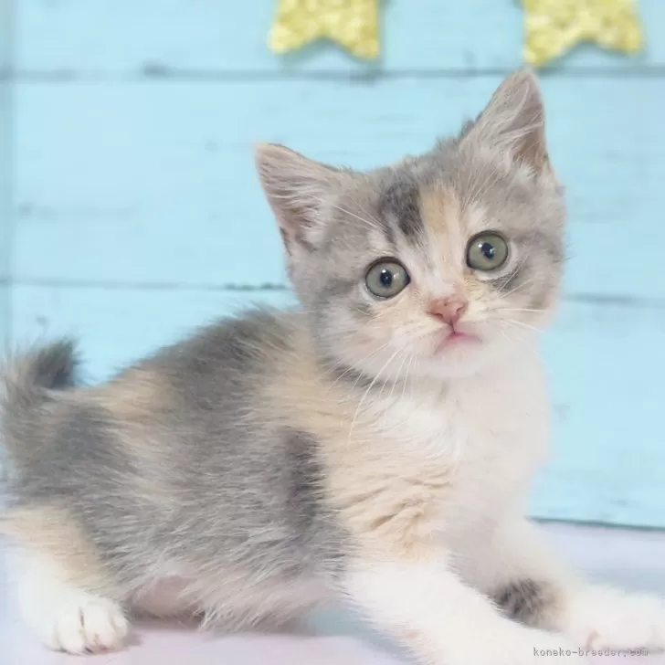 ID:2404-02890の子猫