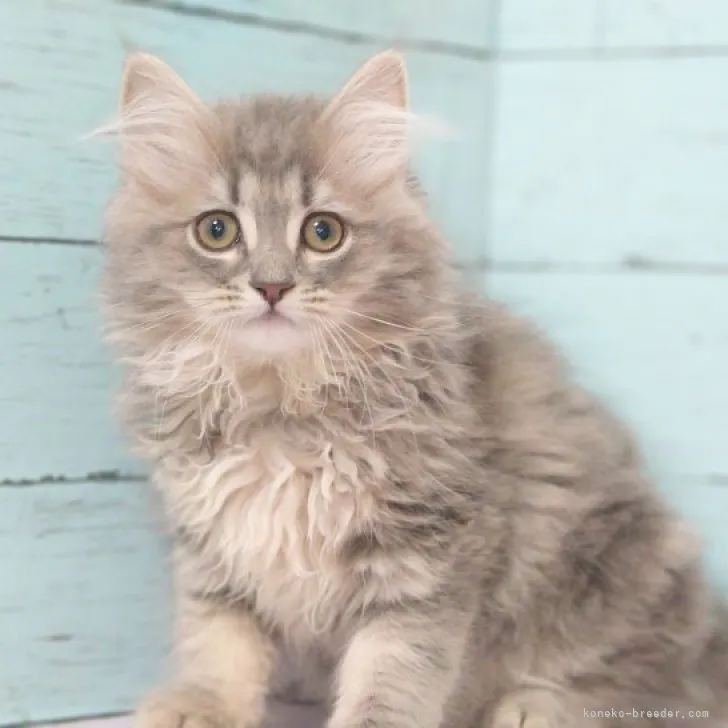 ID:2307-02113の子猫