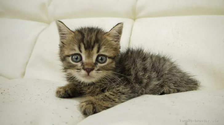 ID：1807-00464の子猫