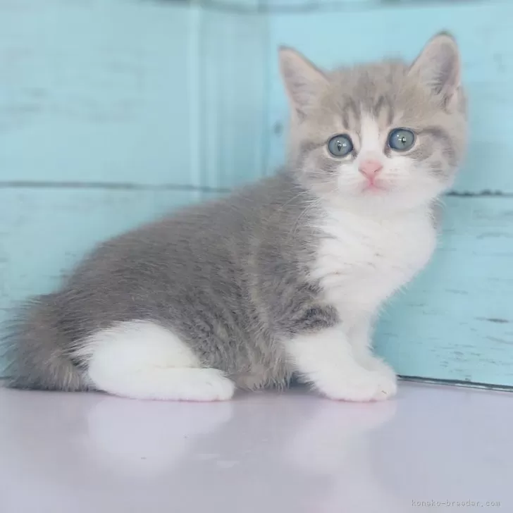 ID:2411-00974の子猫