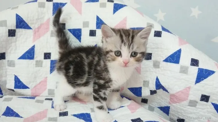 ID：2002-00477の子猫