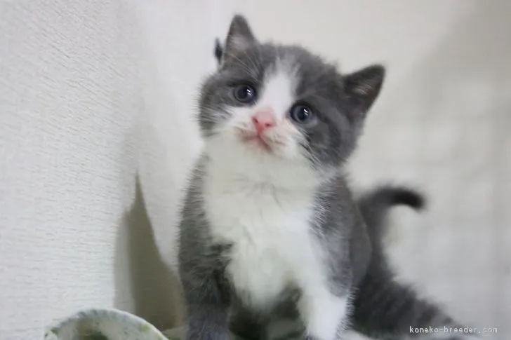 そら豆 様のお迎えした子猫