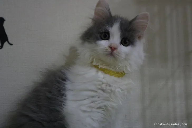 ゆう 様のお迎えした子猫