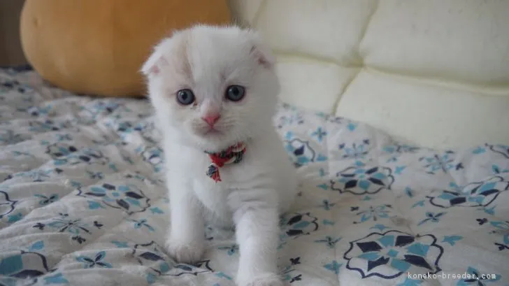 ID:1807-01434の子猫
