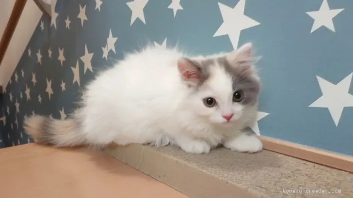 ID：2005-00920の子猫