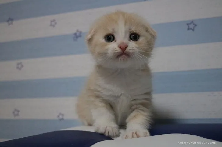 福ママ 様のお迎えした子猫