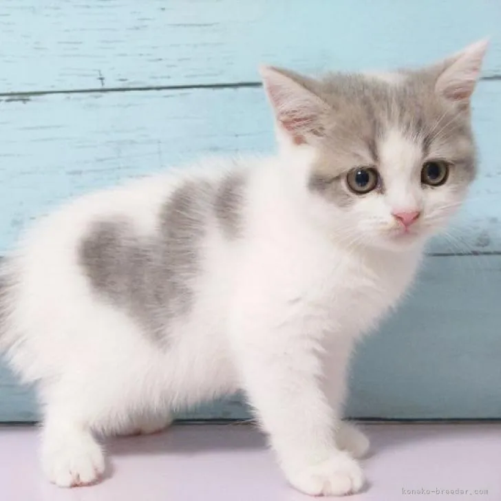 ID：2208-03181の子猫