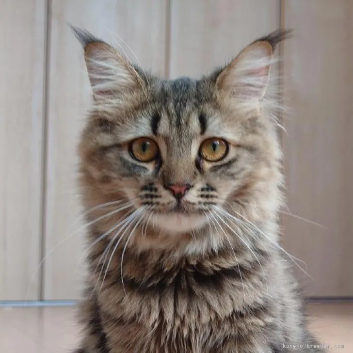 M.M 様のお迎えした子猫