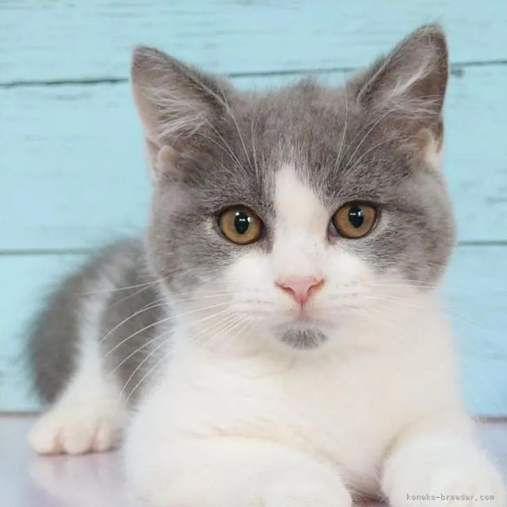 K.S 様のお迎えした子猫