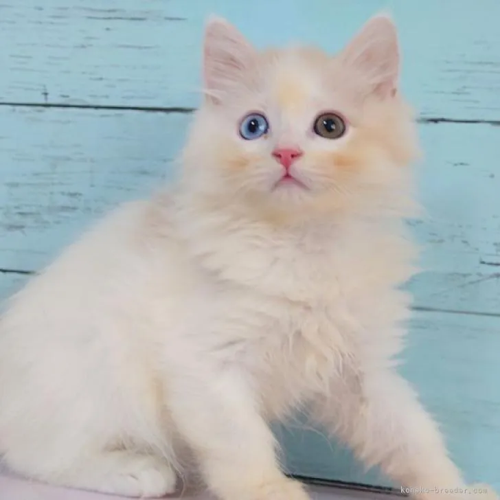 こてつ 様のお迎えした子猫