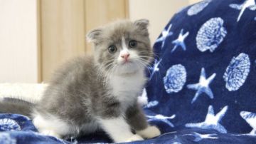 スコティッシュフォールド(折れ耳)【東京都・男の子・2018年7月16日・ブルー&ホワイト】の写真「半折れ耳の男の子です💕💕」