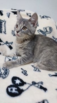 マンチカン(長足)【東京都・男の子・2018年9月1日・ブルータビー&ホワイト】の写真「足長の男の子です💕」