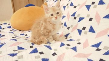 メインクーン【東京都・男の子・2018年9月11日・クリームタビー&ホワイト】の写真「おとなしい男の子です💕💕」