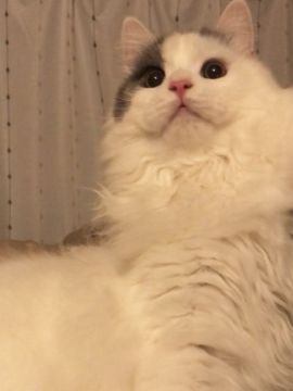 スコティッシュフォールド(立ち耳)【東京都・男の子・2019年7月15日・バン】の写真「大きな男の子です💕」