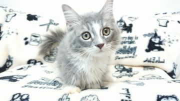 マンチカン(短足)【東京都・男の子・2019年4月28日・ブルータビー&ホワイト】の写真「とても人懐こい男の子です💕💕」