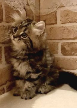 サイベリアン【東京都・男の子・2021年5月1日・ブラウンクラッシックタビー】の写真「人懐こい大きな男の子です❤️」