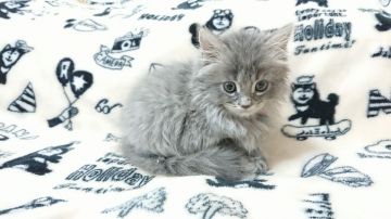 マンチカン(長足)【東京都・男の子・2018年12月16日・ブルータビー】の写真「人懐こい男の子です💕」