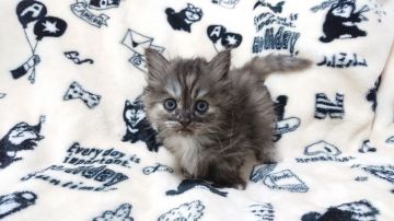 マンチカン(短足)【東京都・女の子・2018年10月24日・トーティー】の写真「おっとりな女の子です💕💕」