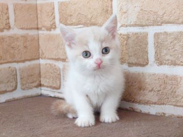 スコティッシュフォールド(立ち耳)【東京都・男の子・2021年11月26日・クリーム&ホワイト】の写真「元気な男の子です💕💕（短毛）」