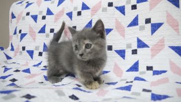マンチカン(短足)【東京都・女の子・2018年9月1日・ブルークリーム】の写真「短足の女の子です💕」