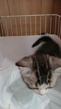 スコティッシュフォールド(立ち耳)【東京都・女の子・2020年1月6日・シルバータビー&ホワイト】の写真「人懐こい女の子です💕💕」