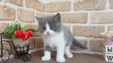 スコティッシュフォールド(立ち耳)【東京都・男の子・2021年1月18日・ブルー&ホワイト】の写真「可愛い男の子です💕💕」