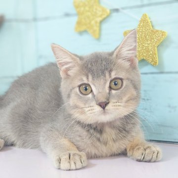 マンチカン(長足)【東京都・男の子・2024年2月14日・ブルータビー（ショート）】の写真「ご見学当日連れて帰れます🩷」