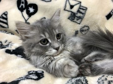 マンチカン(短足)【東京都・女の子・2019年9月10日・ブルータビー&ホワイト】の写真「人懐こい女の子です💕」