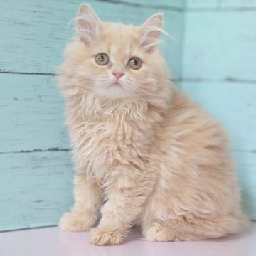 サイベリアン【東京都・女の子・2023年4月27日・クリームタビー】の写真「人懐っこい女の子です💕」