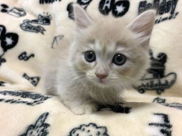マンチカン(短足)【東京都・男の子・2019年9月10日・クリームタビー】の写真「人懐こい男の子です❤️」