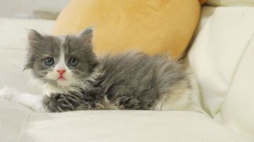 スコティッシュフォールド(立ち耳)【東京都・女の子・2018年5月6日・ダイリュート】の写真「立ち耳の女の子です💕」