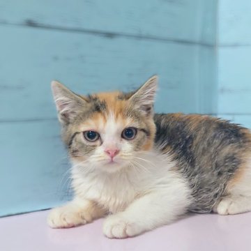 マンチカン【東京都・女の子・2024年8月12日・キャリコ（ショート）】の写真「大人しい女の子です💕」