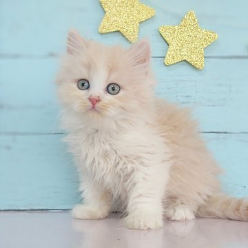 マンチカン【東京都・男の子・2024年9月13日・クリーム&ホワイト（セミロング）】の写真「フワフワセミロング男の子です💕」