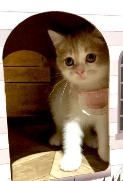 スコティッシュフォールド(立ち耳)【東京都・女の子・2021年7月8日・クリームタビー&ホワイト】の写真「食いしん坊で小柄な女の子です❤️」