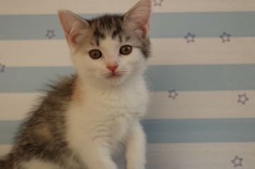 スコティッシュフォールド(立ち耳)【東京都・女の子・2017年11月14日・ブラウンタビー&ホワイト】の写真「立耳ショートの女の子です🌸」