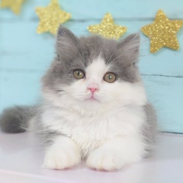 スコティッシュフォールド【東京都・男の子・2024年3月17日・ブルー&ホワイト（ショート）】の写真「可愛いらしい男の子です💕」
