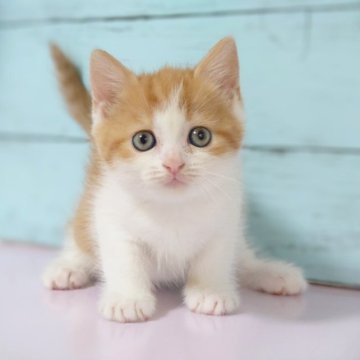 マンチカン(長足)【東京都・女の子・2023年10月30日・レッドタビー&ホワイト（ショート）】の写真「可愛い女の子です💕」