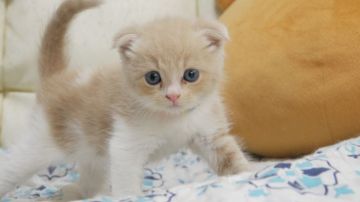 スコティッシュフォールド(折れ耳)【東京都・男の子・2018年6月19日・クリーム&ホワイト】の写真「💕半折れ耳の男の子です💕」