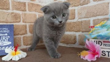 スコティッシュフォールド(折れ耳)【東京都・男の子・2021年5月17日・ブルー】の写真「可愛い男の子です💕」