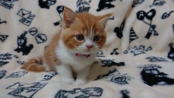 マンチカン(長足)【東京都・男の子・2018年10月8日・レッドタビー&ホワイト】の写真「おっとりな男の子です💕」