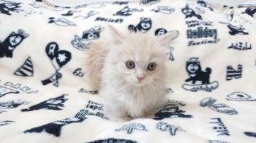 マンチカン(短足)【東京都・男の子・2018年12月16日・クリーム】の写真「人懐こい男の子です💕」