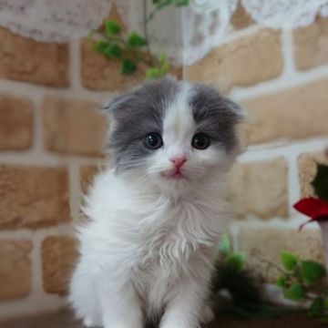 スコティッシュフォールド(折れ耳)【東京都・女の子・2020年10月12日・ブルー&ホワイト（セミロング）】の写真「可愛い女の子です💕」