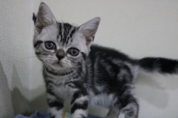 アメリカンショートヘア【東京都・女の子・2017年5月29日・シルバータビー】の写真「活発な女の子です❇️」