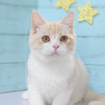マンチカン(長足)【東京都・男の子・2024年3月16日・クリームタビー&ホワイト（ショート）】の写真「とても人懐こい男の子です💕遊ぶのだいすき💕」