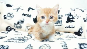 マンチカン(短足)【東京都・男の子・2019年6月5日・レッドタビー&ホワイト】の写真「とても人懐こい男の子です♥️」