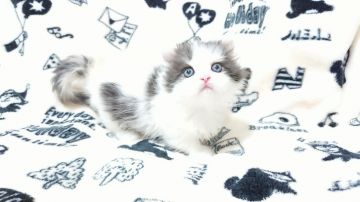 マンチカン(短足)【東京都・女の子・2018年10月24日・キャリコ】の写真「おっとりな女の子です💕💕」