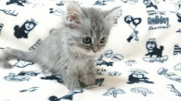 マンチカン(長足)【東京都・女の子・2018年12月16日・ブルータビー】の写真「人懐こい女の子です💕」